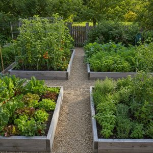 Four-Bed Vegetable Garden With a Cross-Shaped Path
